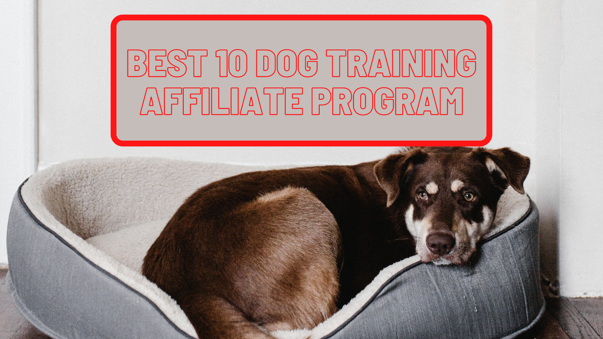 Best 10 dog training affiliate programs